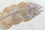 Bargain, Phareodus Fish Fossil - Huge Fish! #85524-1